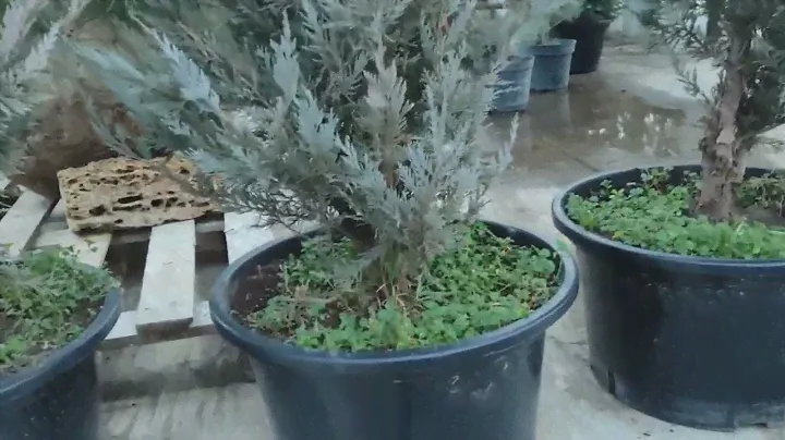 обзор на Можжевельник скальный Мунглоу (Juniperus scopulorum Moonglow) посадка и уход