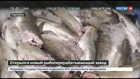 28.08.2019_Запуск завода "Русская треска"_Россия 24