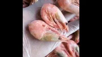 Креветка северная Мурманск