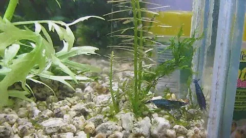 Злоключения синих креветок