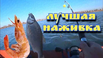 ЛУЧШАЯ НАЖИВКА ДЛЯ  РЫБАЛКИ! ЭТО КРЕВЕТКА!